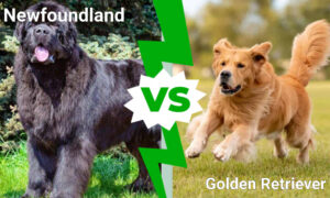 Newfoundland vs. Golden Retriever : 5 Key Differences Explained photo