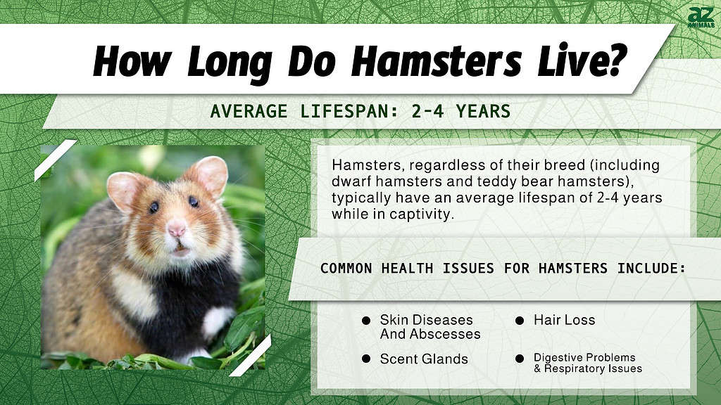 How Long Do Hamsters Live? infographic