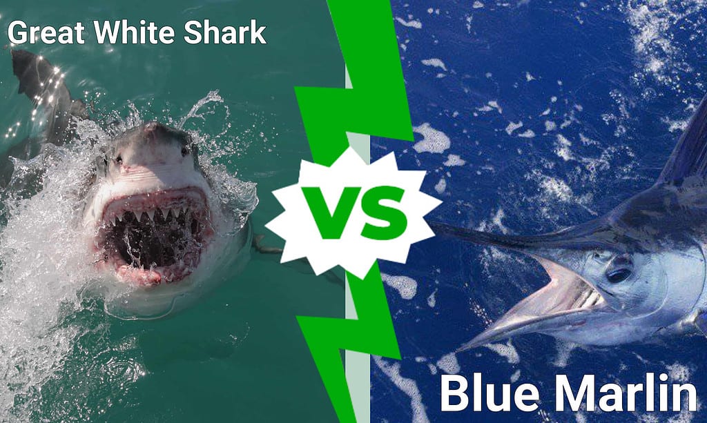 Great White Shark vs Blue Marlin