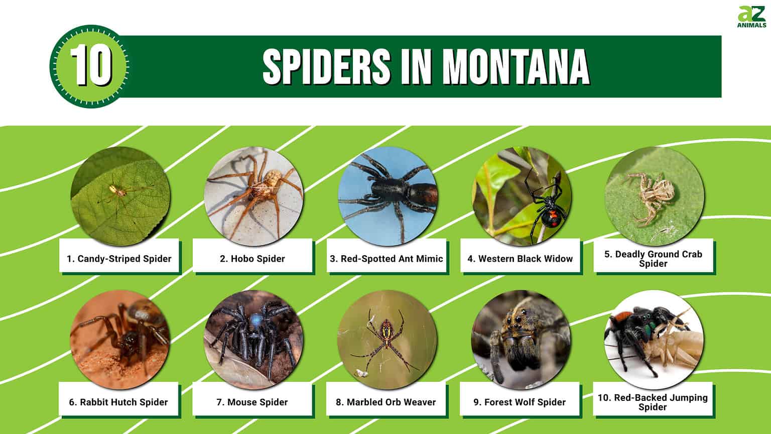 10 Spiders in Montana - A-Z Animals