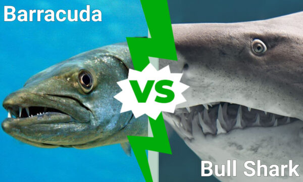 Discover Who Emerges Victorious In a Barracuda vs Bull Shark Battle - A ...