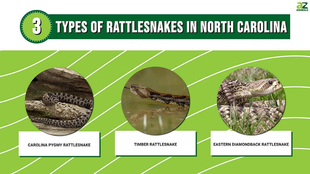Picture graph of the 3 Types of Rattlesnakes in North Carolina.