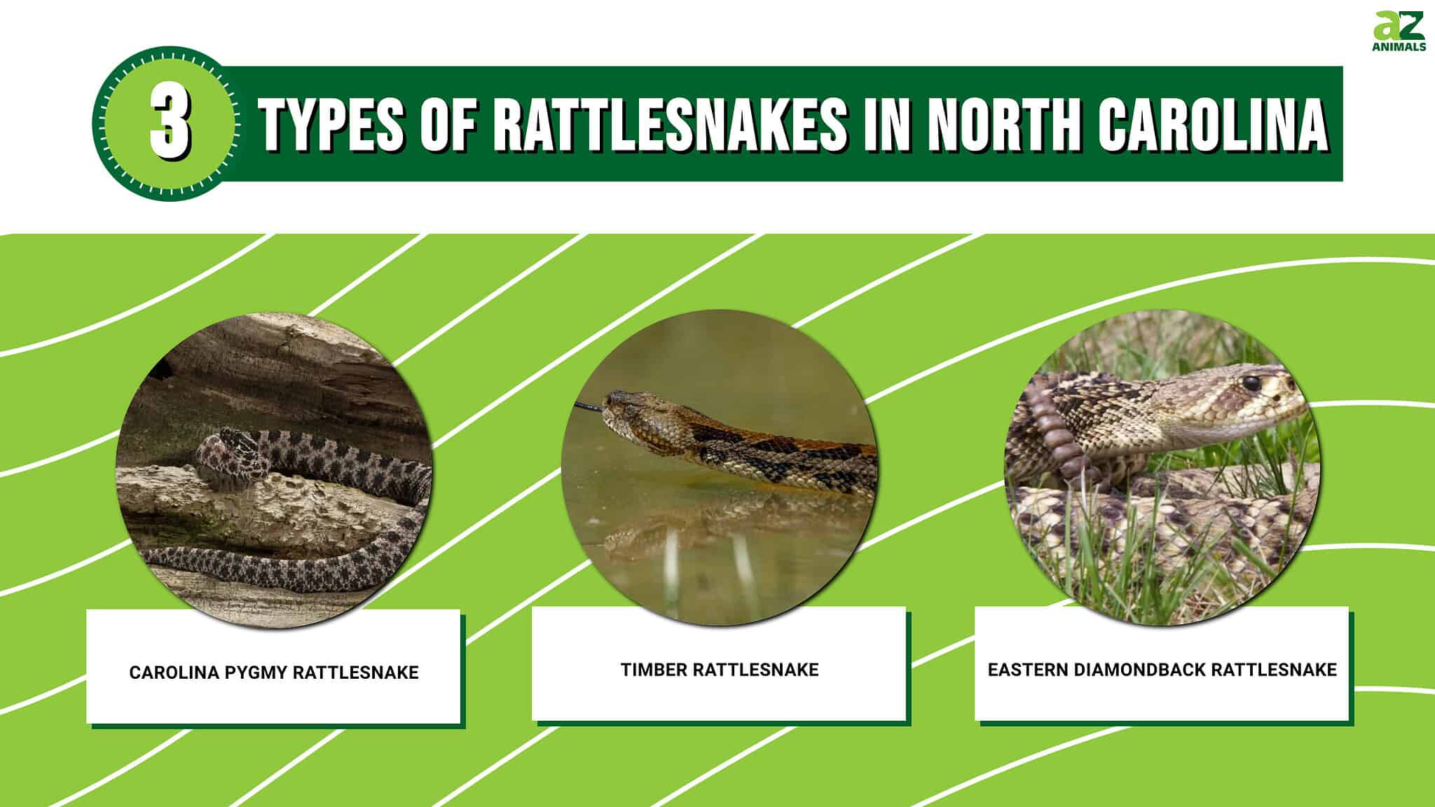 Discover the 3 Types of Rattlesnakes in North Carolina - A-Z Animals