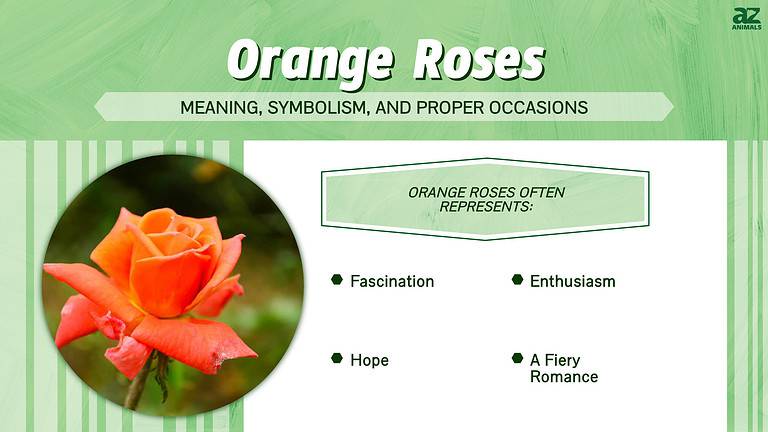 Orange Roses: Meaning, Symbolism, And Proper Occasions - A-Z Animals