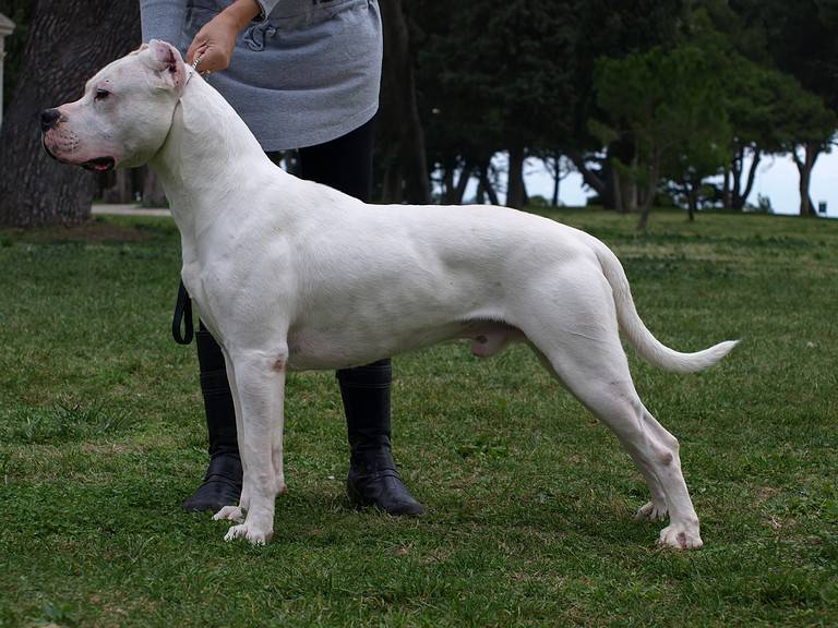 What Breeds are in a Dogo Argentino: Ancestry Unveiled