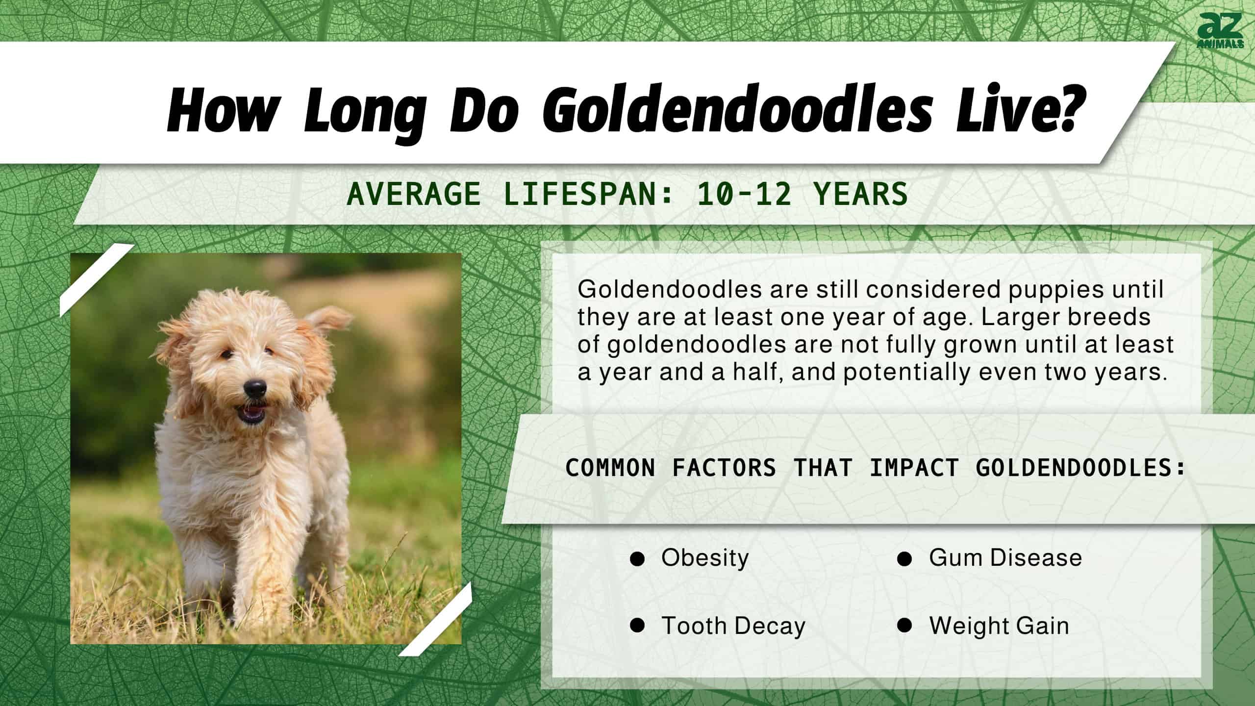 what is the average life expectancy of a golden doodle