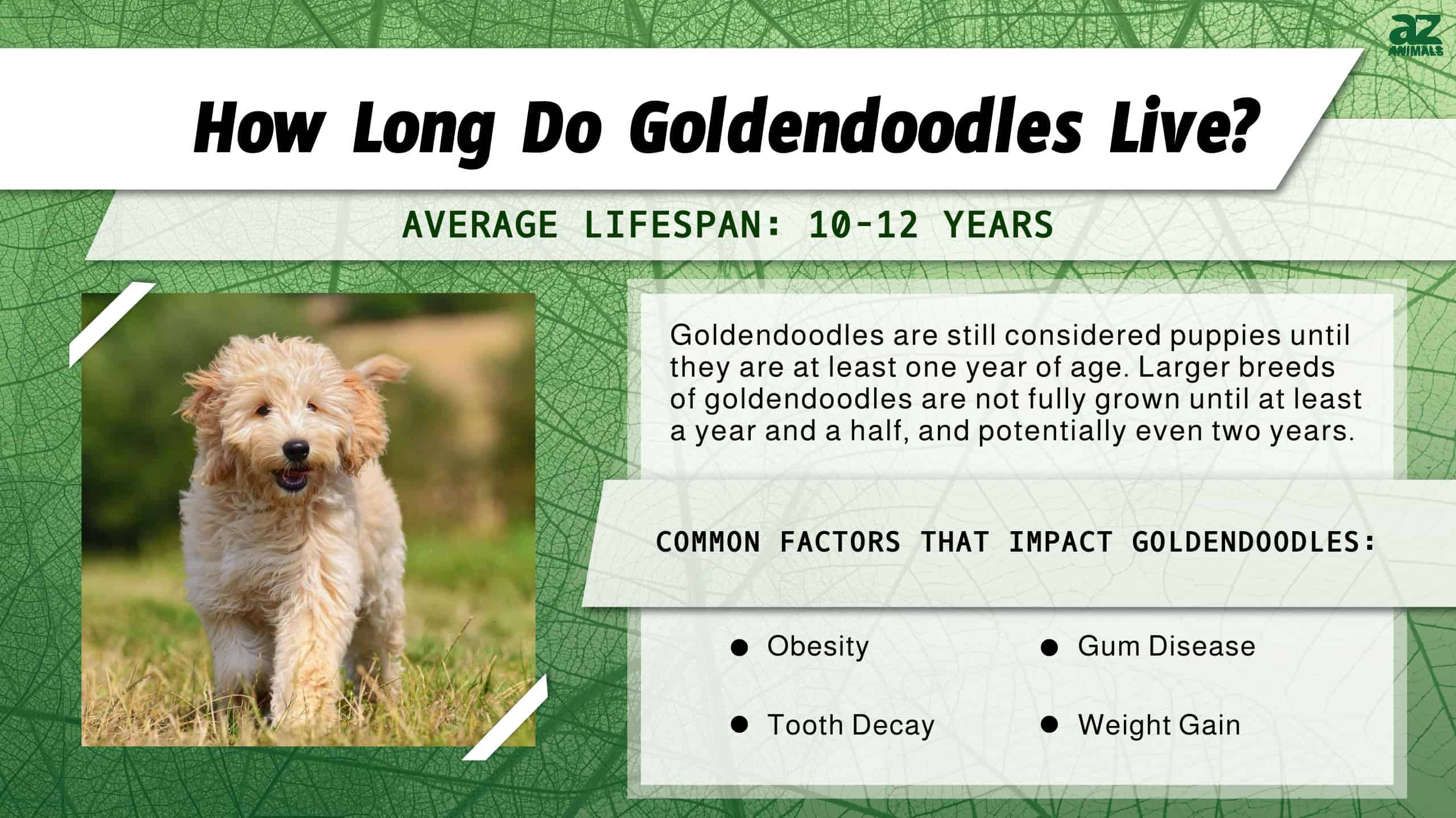 how old do golden doodles 2