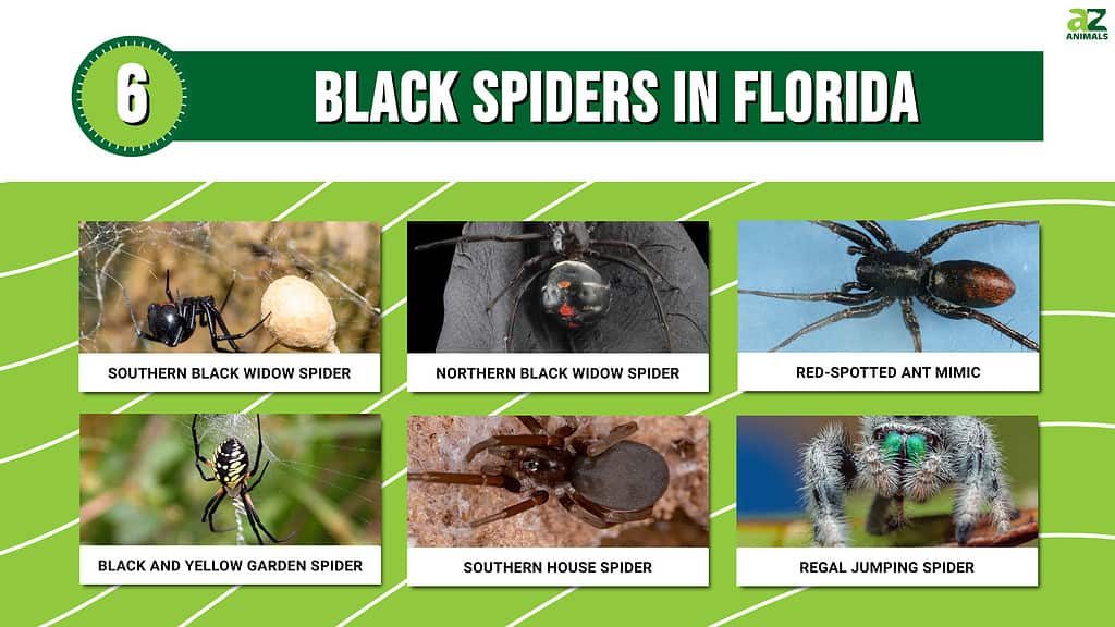 discover-6-black-spiders-in-florida-a-z-animals