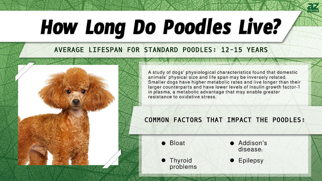 where do poodle live? 2