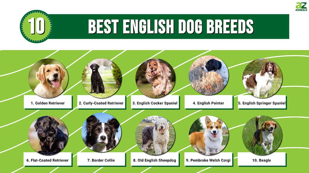 Best English Dog Breeds infographic