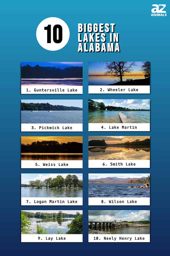 Infographic of 10 Biggest Lakes in Alabama