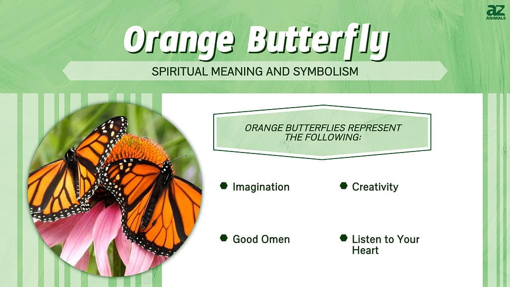 Orange Butterfly infographic