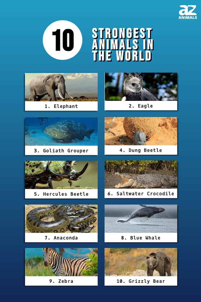 Infographic of 10 Strongest Animals in the World