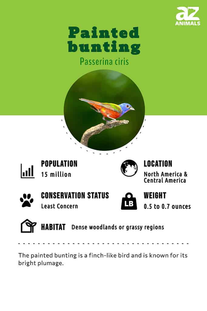Painted bunting infographic
