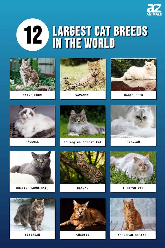 What is the most popular cat breed in the world? Feline organization ranks  them. 