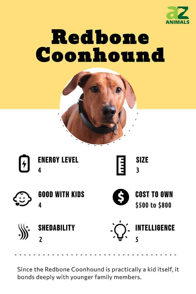 Infographic of Redbone Coonhound