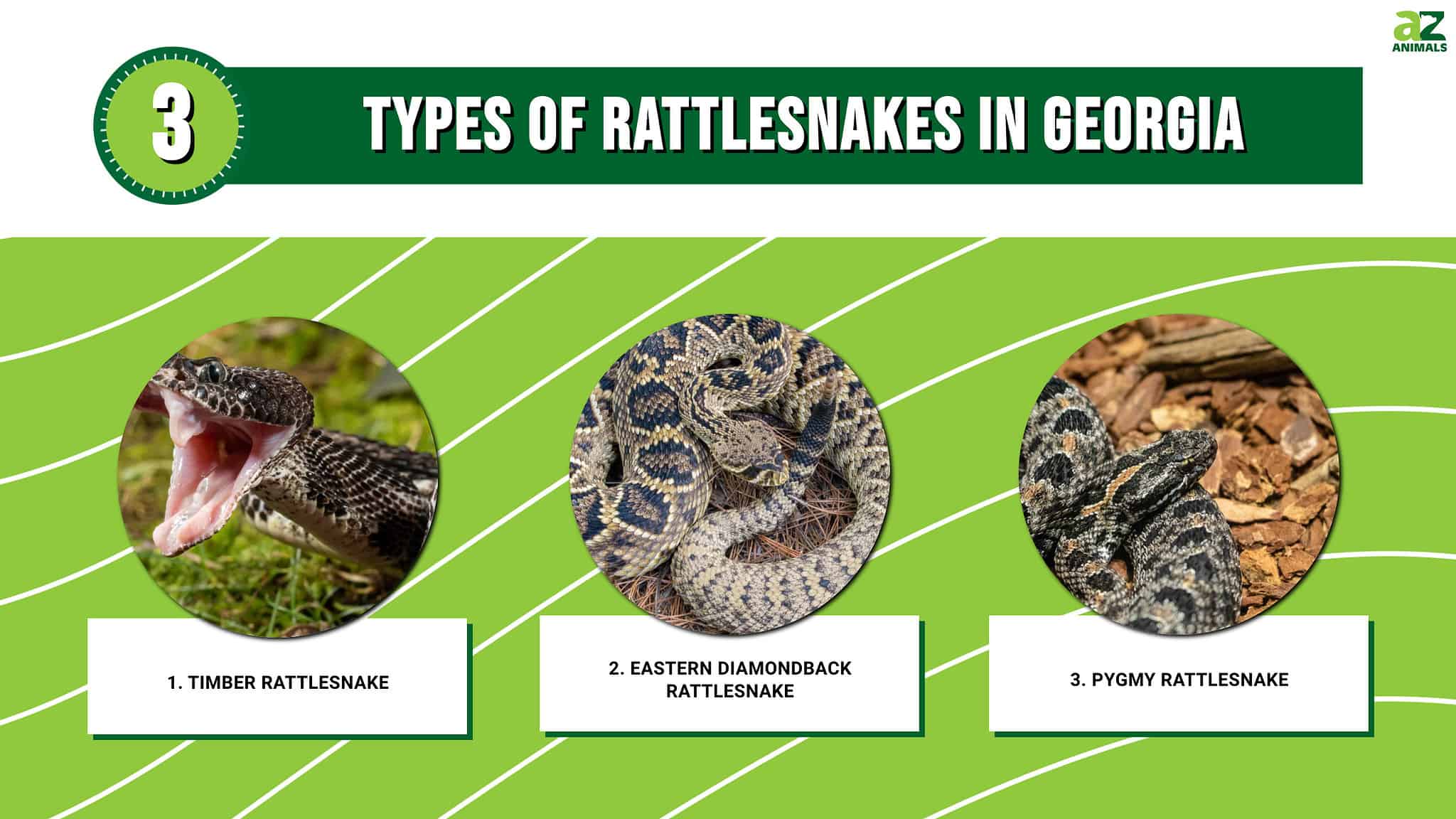 Discover The 3 Types Of Rattlesnakes In Georgia - A-Z Animals