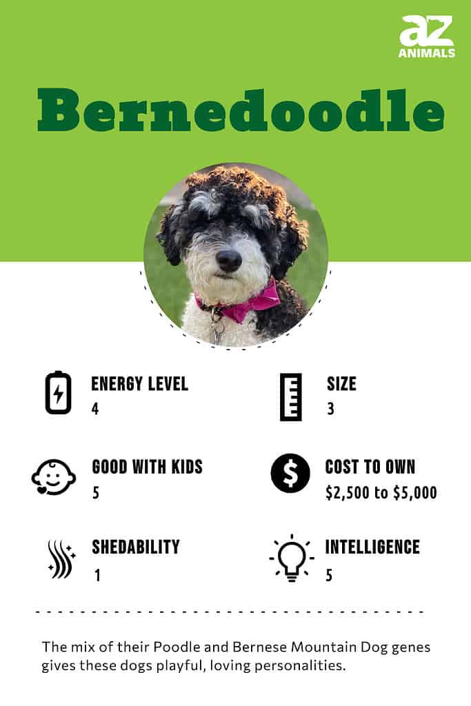 Infographic of Bernedoodle