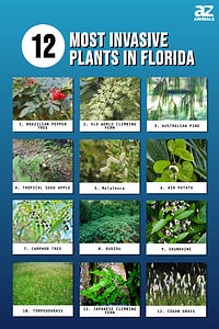 Explore the Top 12 Most Invasive Plants in Florida - A-Z Animals