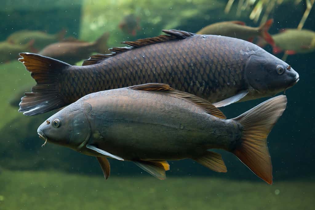 Mirror carp (Cyprinus carpio carpio) and wild common carp (Cyprinus carpio) in the background. Wild life animal.