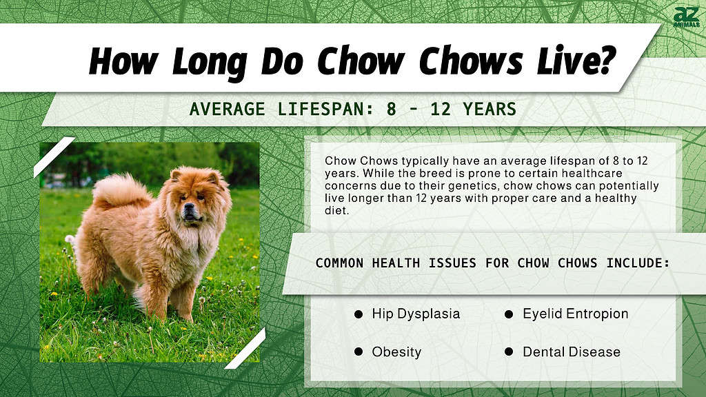How Long Do Chow Chows Live? infographic