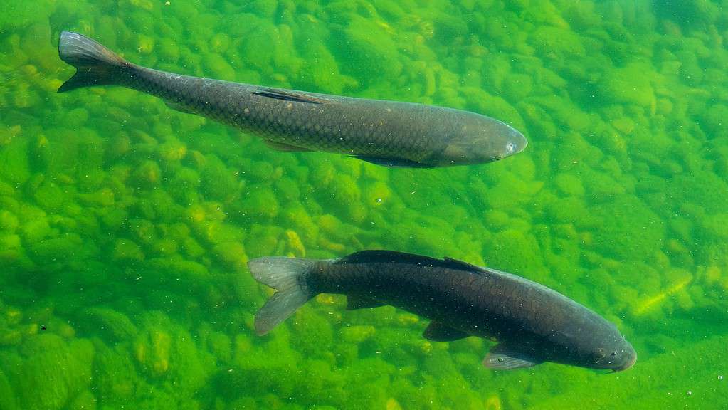 The common carp (Cyprinus carpio) and the grass carp (Ctenopharyngodon idella) swim in the lake.