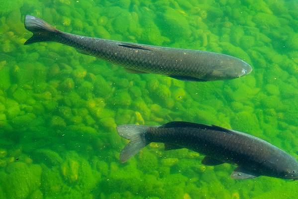 The common carp (Cyprinus carpio) and the grass carp (Ctenopharyngodon idella) swim in the lake.