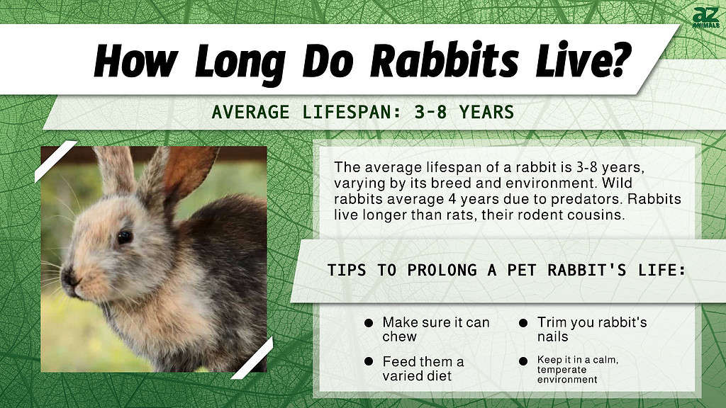 Rabbit Lifespan How Long Do Rabbits Live? AZ Animals