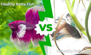 Healthy Betta Fish vs. Unhealthy: 10 Warnings Signs Picture