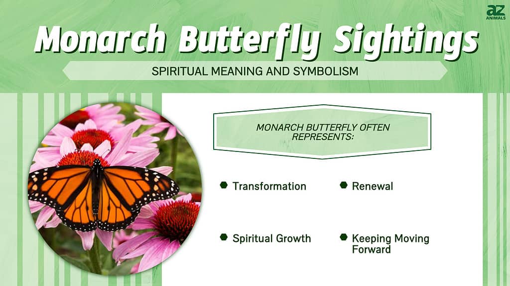 Monarch Butterfly Sightings infographic