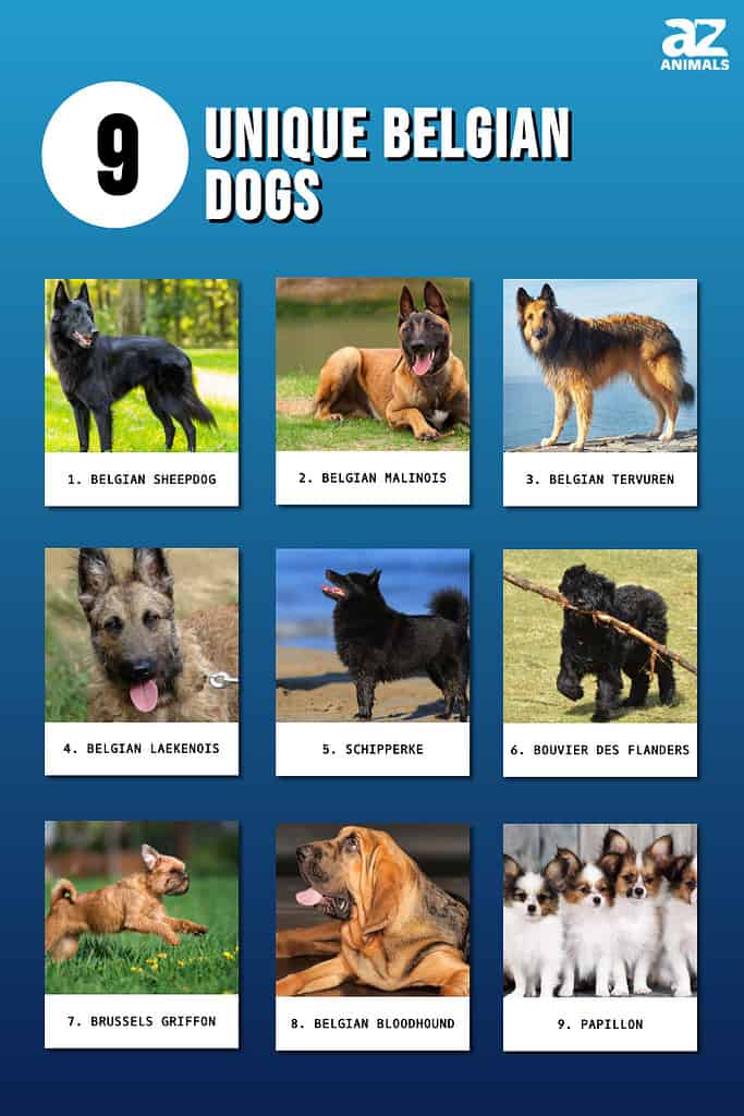 4 Different Types Of Belgian Malinois