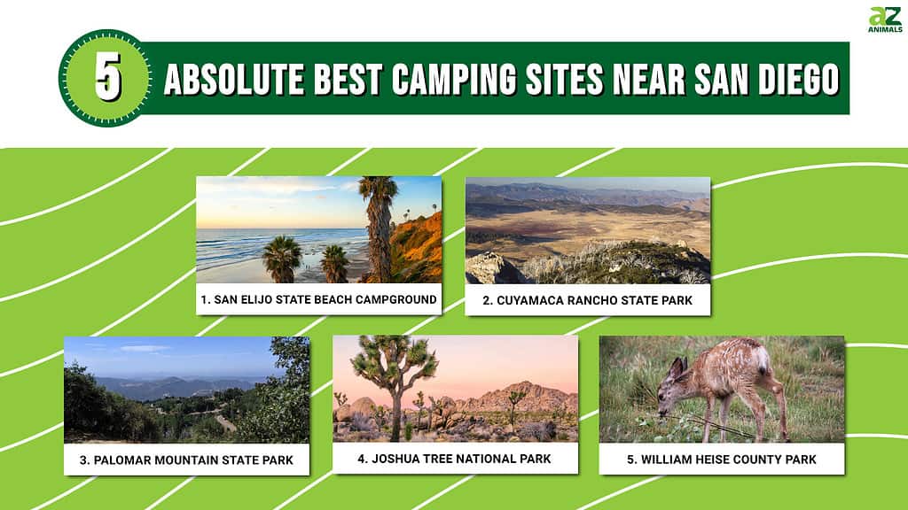 Infographic of the 5 Absolute Best Camping Sites Near San Diego