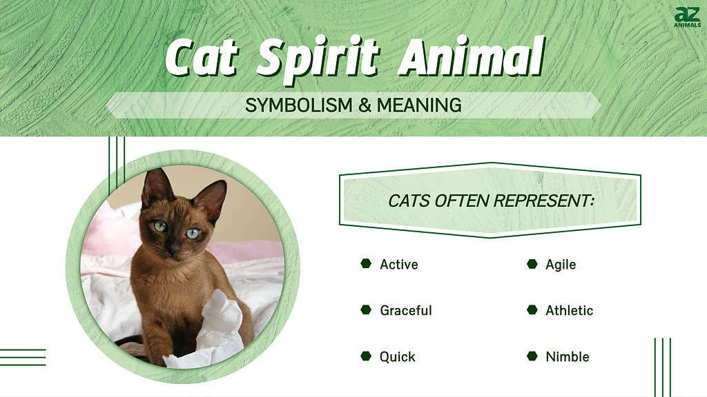 Cat Spirit Animal  infographic