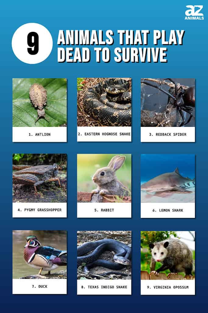 Infographic of 9 Animals That Play Dead to Survive