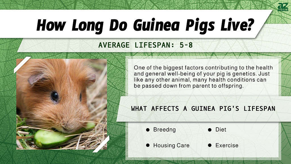 How Long Do Guinea Pigs Live? infographic