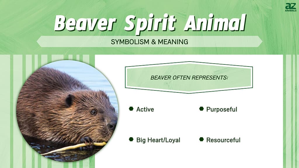 Beaver Spirit Animal infographic