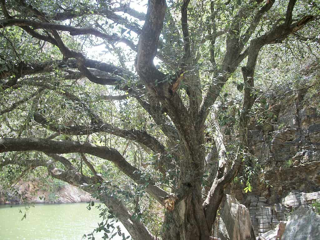 Oiticica tree