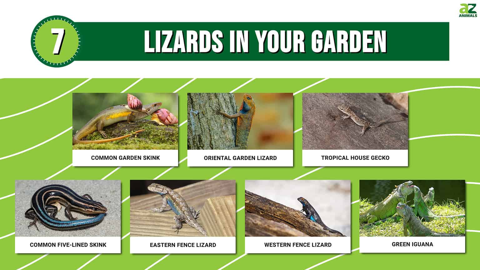 7 Lizards in Your Garden: How to Identify - A-Z Animals