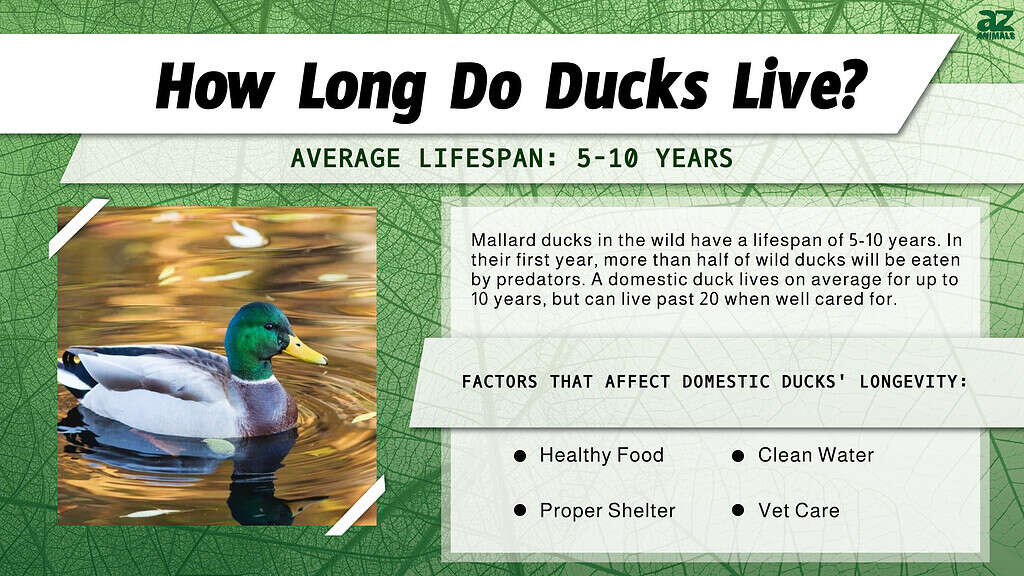 Infographic of How Long Do Ducks Live?