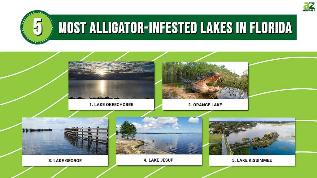Infographic of 5 Most Alligator-Infested Lakes in Florida