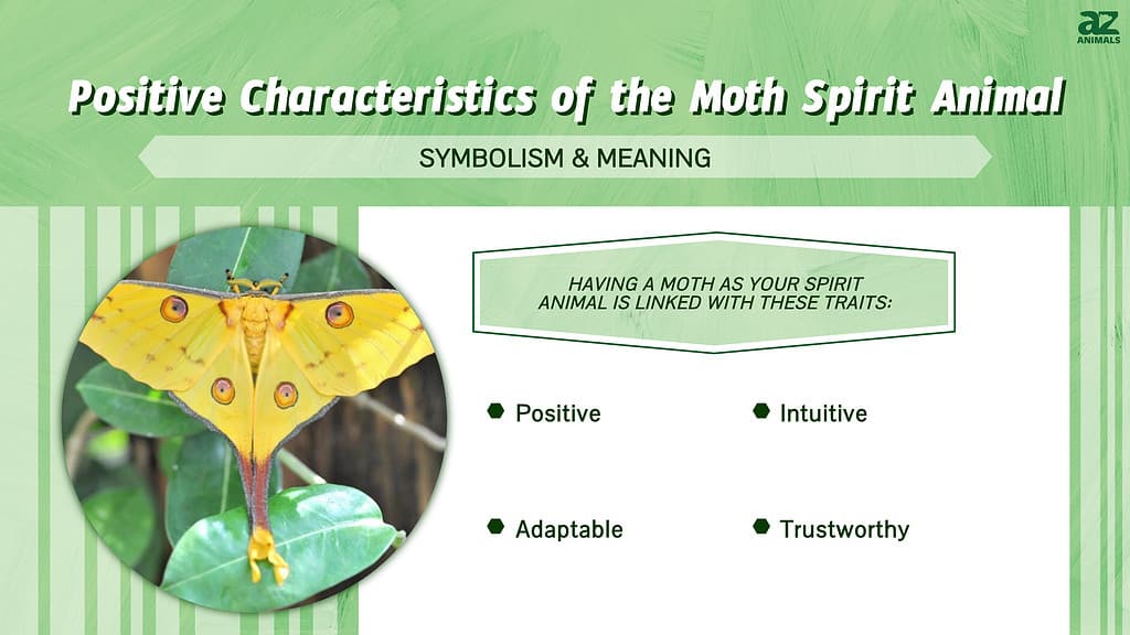 Moth spirit animal infographic