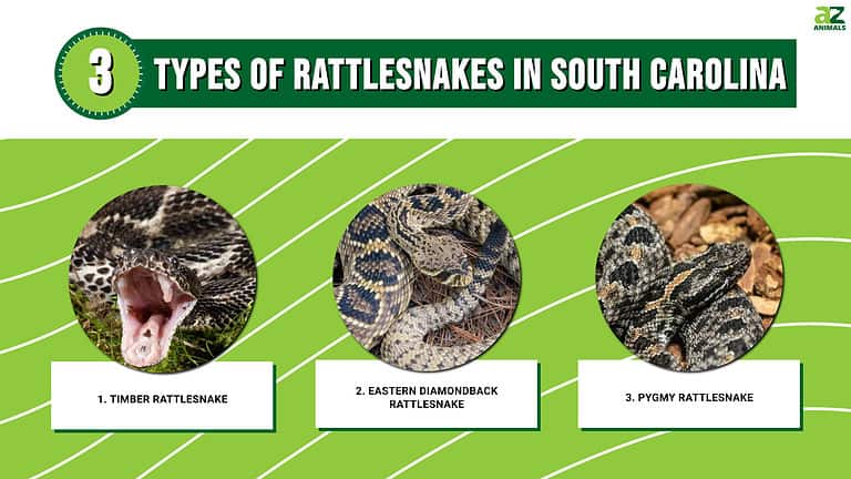 Discover the 3 Types of Rattlesnakes in South Carolina - A-Z Animals