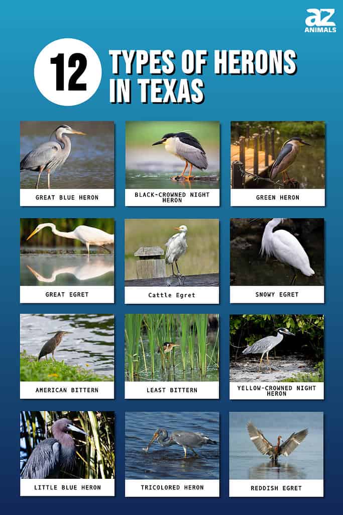 Picture graph of 12 Types of Herons in Texas