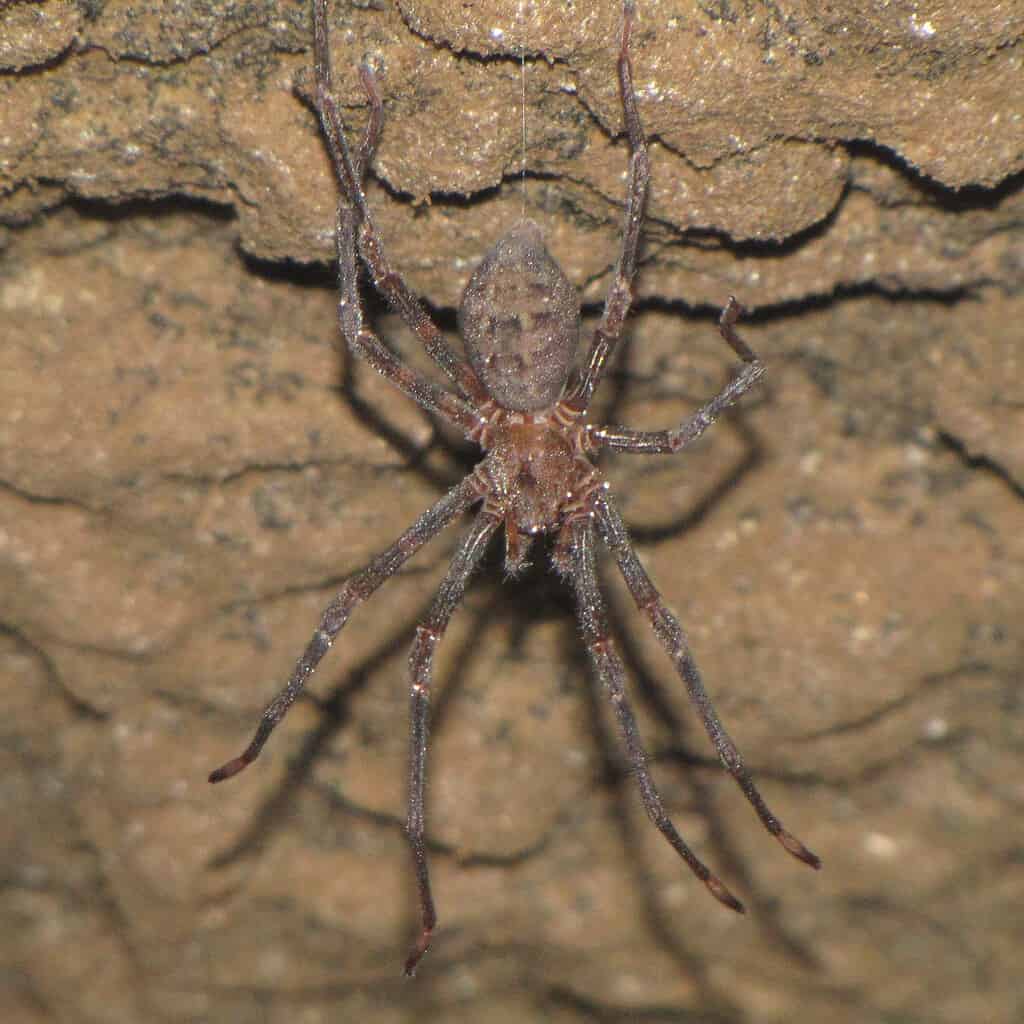 Nelson Cave Spider