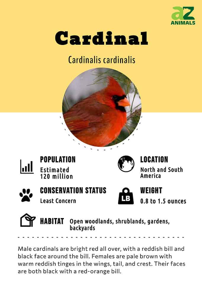 Cardinal Birds - Key Facts, Information & Pictures