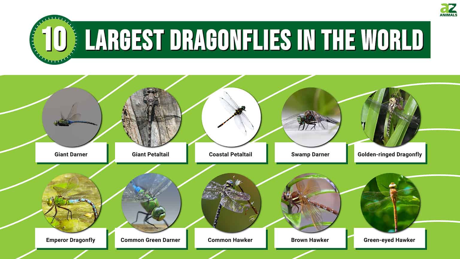 The 10 Largest Dragonflies In The World - A-Z Animals