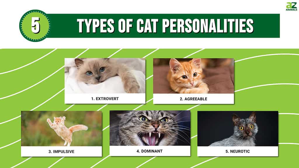 This infographic illustrates the five different personalities of domestic cats