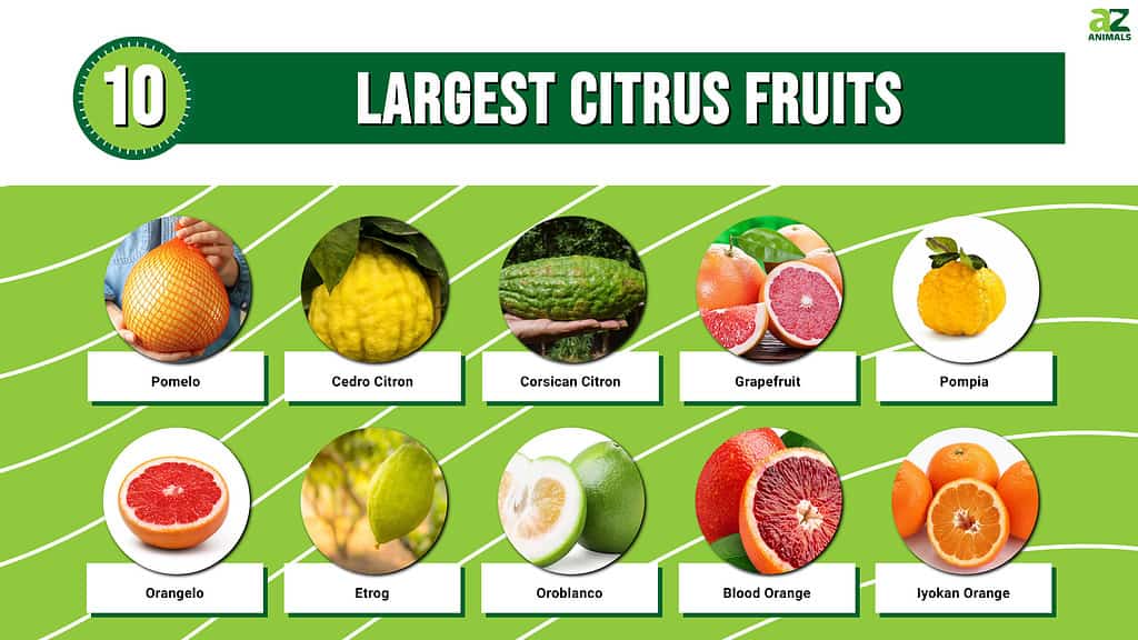 Picture Graph of the 10 Largest Citrus Fruits