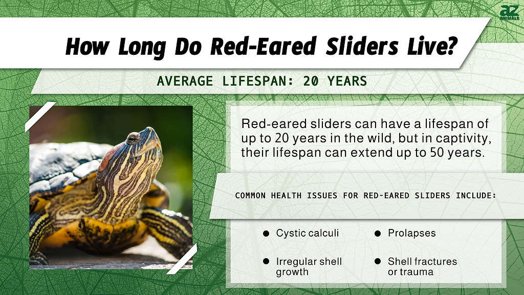 How Long Do Red-Eared Sliders Live? infographic