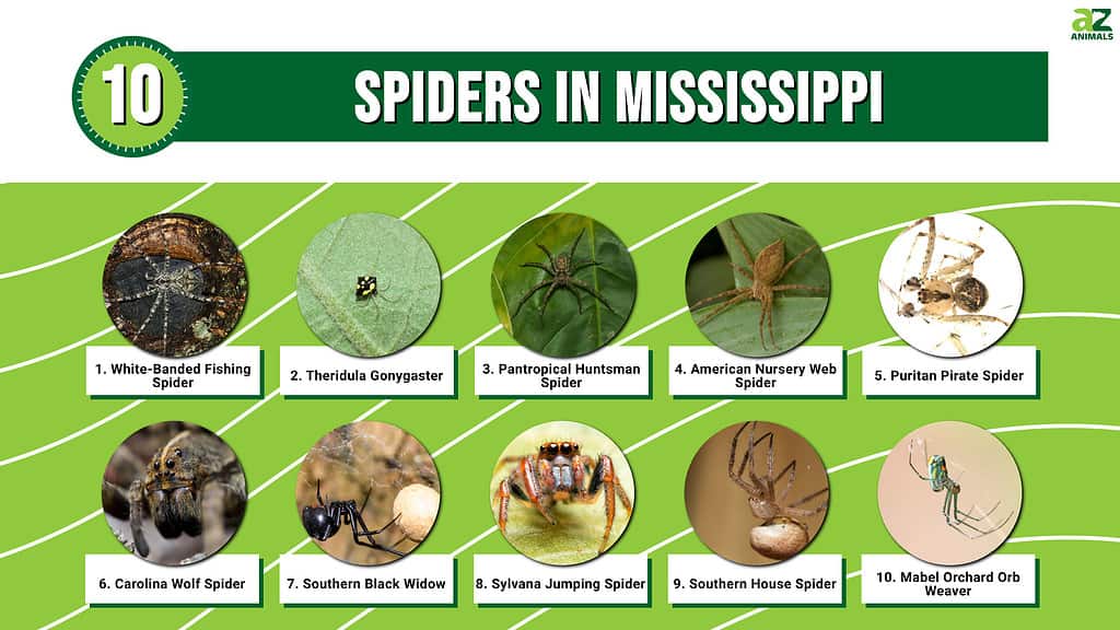 Infographic of 10 Spiders in Mississippi